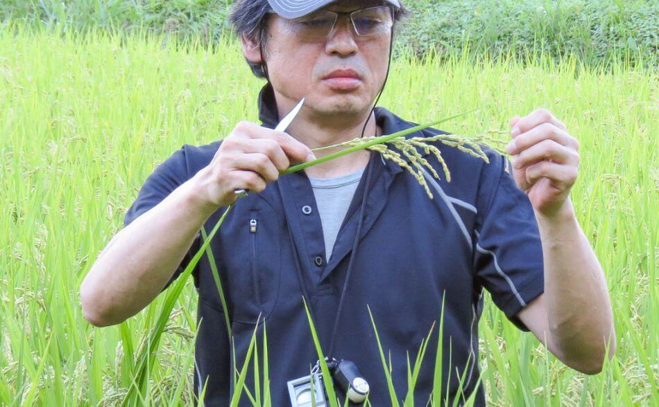 稲の状態確認