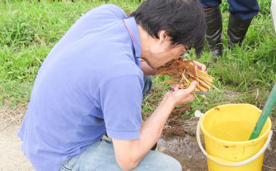 稲の状態確認